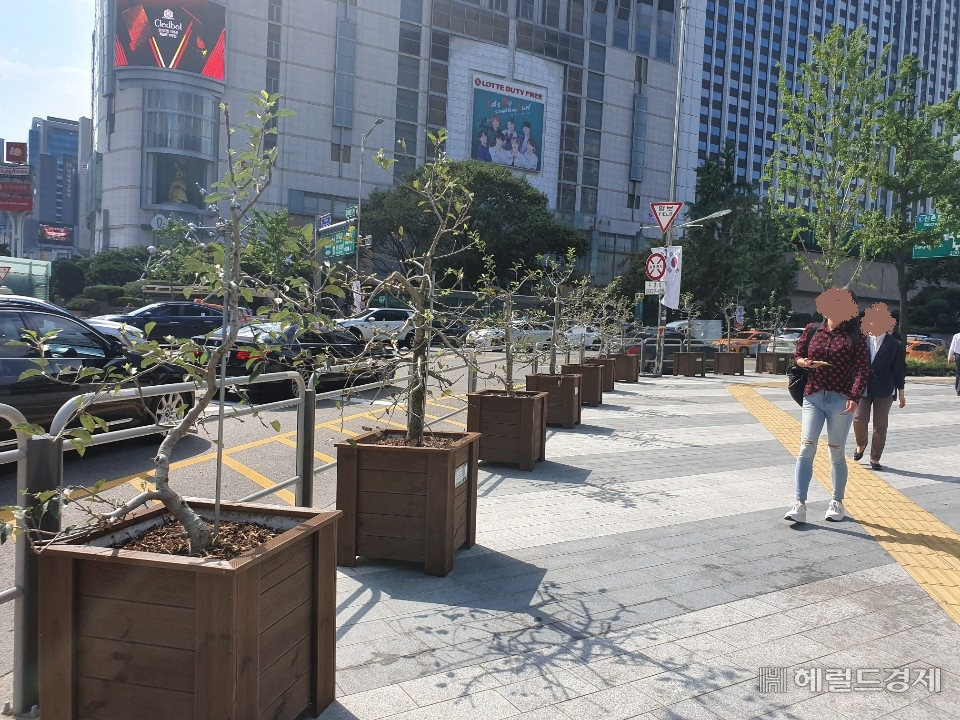 을지로 입구 교차로 부근에 놓인 사과나무들. 사과는 누군가 다 따가 버리고 가지만 앙상하게 남아있다. [한지숙 기자]