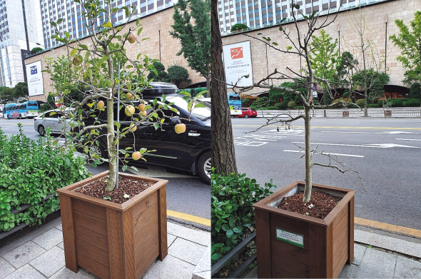 지난달 말 을지로 사과나무 수분에 사과가 열려있는 모습(왼쪽)과 이달 초 사과가 다 사라지고 없는 모습. 한지숙 기자/jshan@
