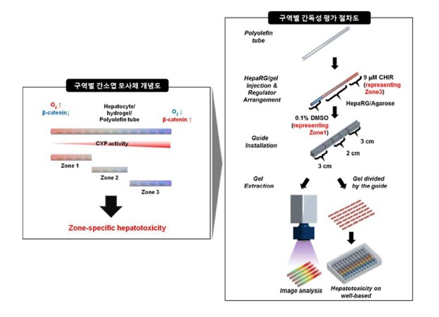 구역별 간소엽 모사체 개념도 및 독성 평가 절차.[안전성평가연구소 제공]