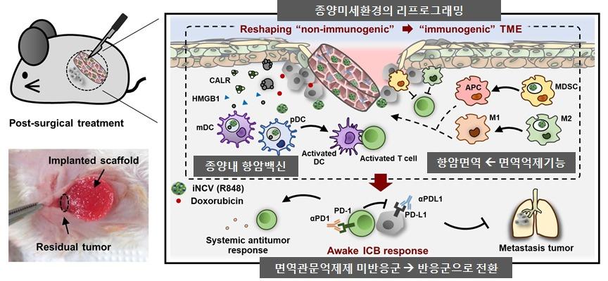 생체이식형 스캐폴드와 면역관문억제제와의 상호작용 기전.[한국연구재단 제공]