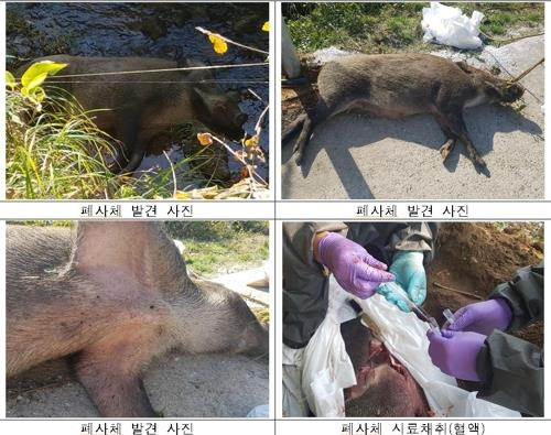 경기도 연천군과 강원도 철원군에서 발견된 야생 멧돼지 폐사체 2마리에서 12일 아프리카돼지열병(ASF) 바이러스가 검출되면서 정부 방역에 비상이 걸렸다.[연합]