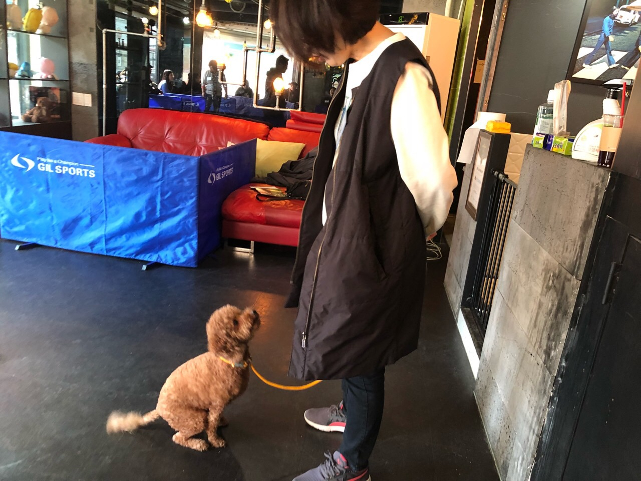 상반기 반려동물행동교정교육에서 앉아를 연습하고 있는 강아지 모습. [양천구 제공]