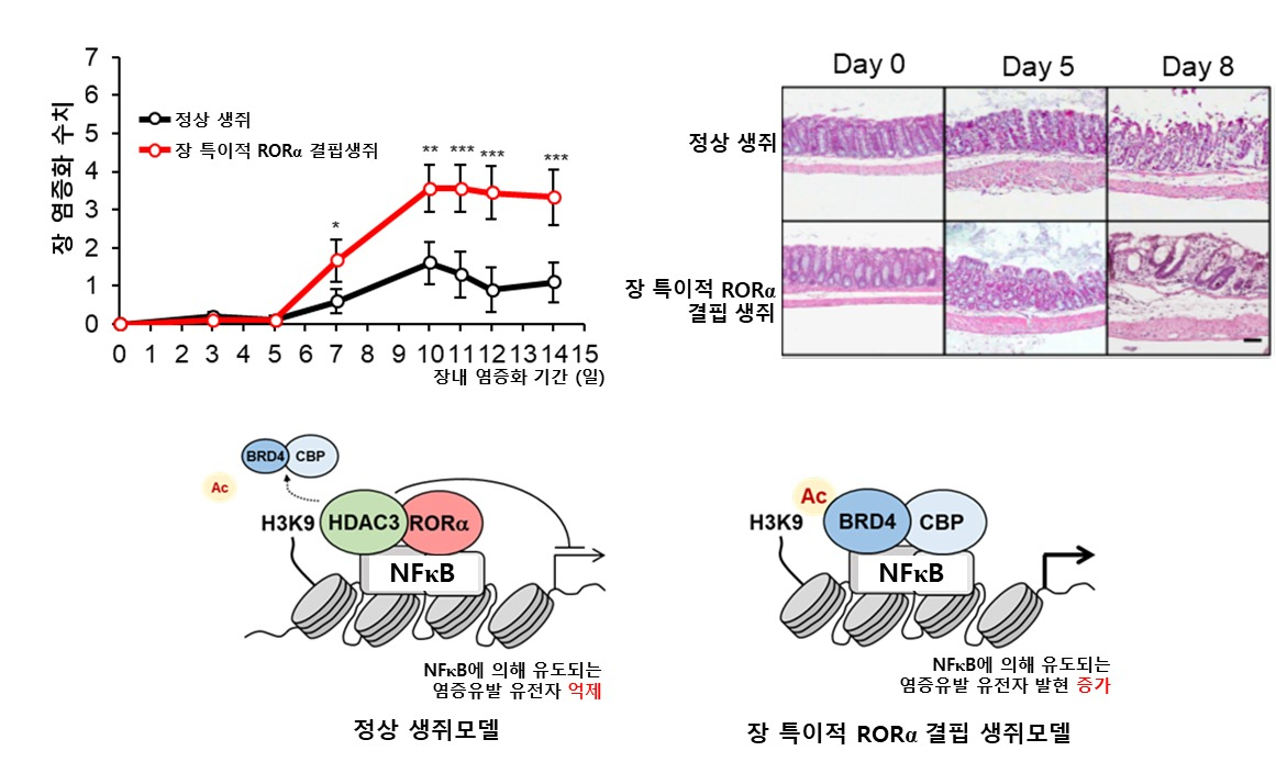 장 내에서의 RORa 생리적 기전 규명.[한국연구재단 제공]
