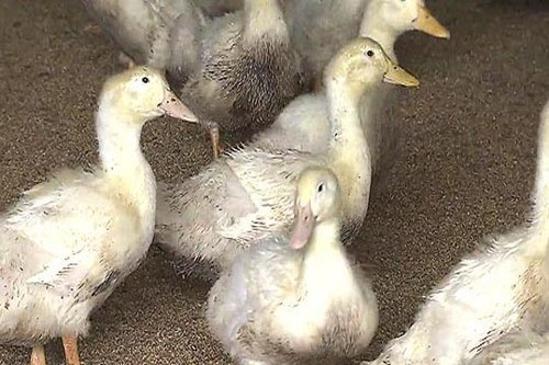 오리 관련 자료사진. [연합뉴스]