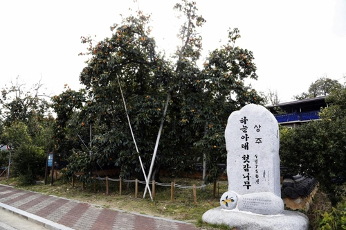 김영주 씨 소유 국내 최고령 감나무 [상주시 제공]