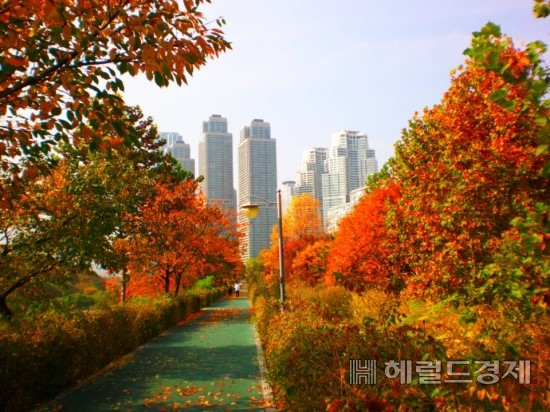 가을빛이 곱게 물든 양재천길