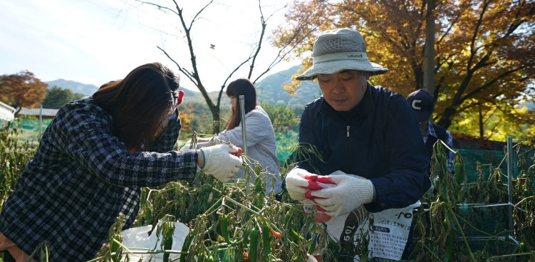 김재기 농협중앙회 홍보실 상무(오른쪽)가 직원들과 함께 충북 괴산 사담마을 고추밭에서 가을걷이를 돕고 있다. [농협 제공]