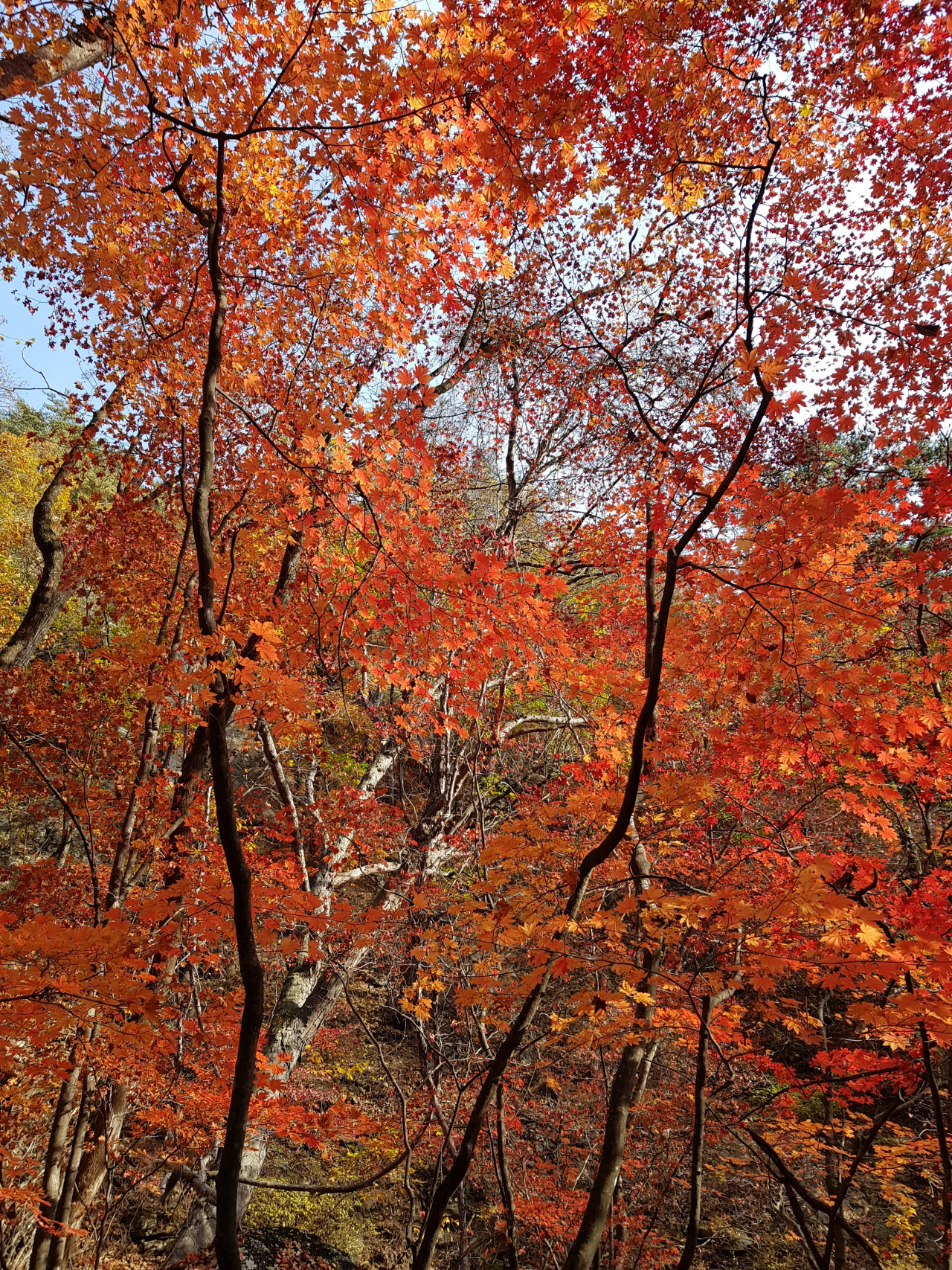 설악산의 단풍. 10월20일 무렵이 절정기인 설악산을 빼곤, 전국의 모든 산이 지금 단풍 절정기에 접어들고 있다. 남부지방은 11월 초, 중순이 절정기이다. 산악 사고를 줄이기 위해서는 예방수칙을 꼭 체크하고, 염좌 등이 발생하면 환부고정, 얼음찜질 등을 즉시 시행해야 한다.
