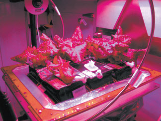 국제우주정거장(ISS)의 재배기 배지(veggie)에서 길러진 상추 [NASA 제공]