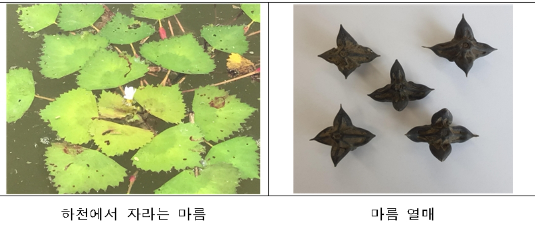 [국립낙동강생물자원관 제공]