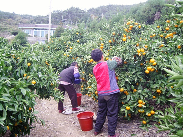 완도 소안도 감귤밭에서 4일 햇귤이 수확되고 있다. [사진=완도군]