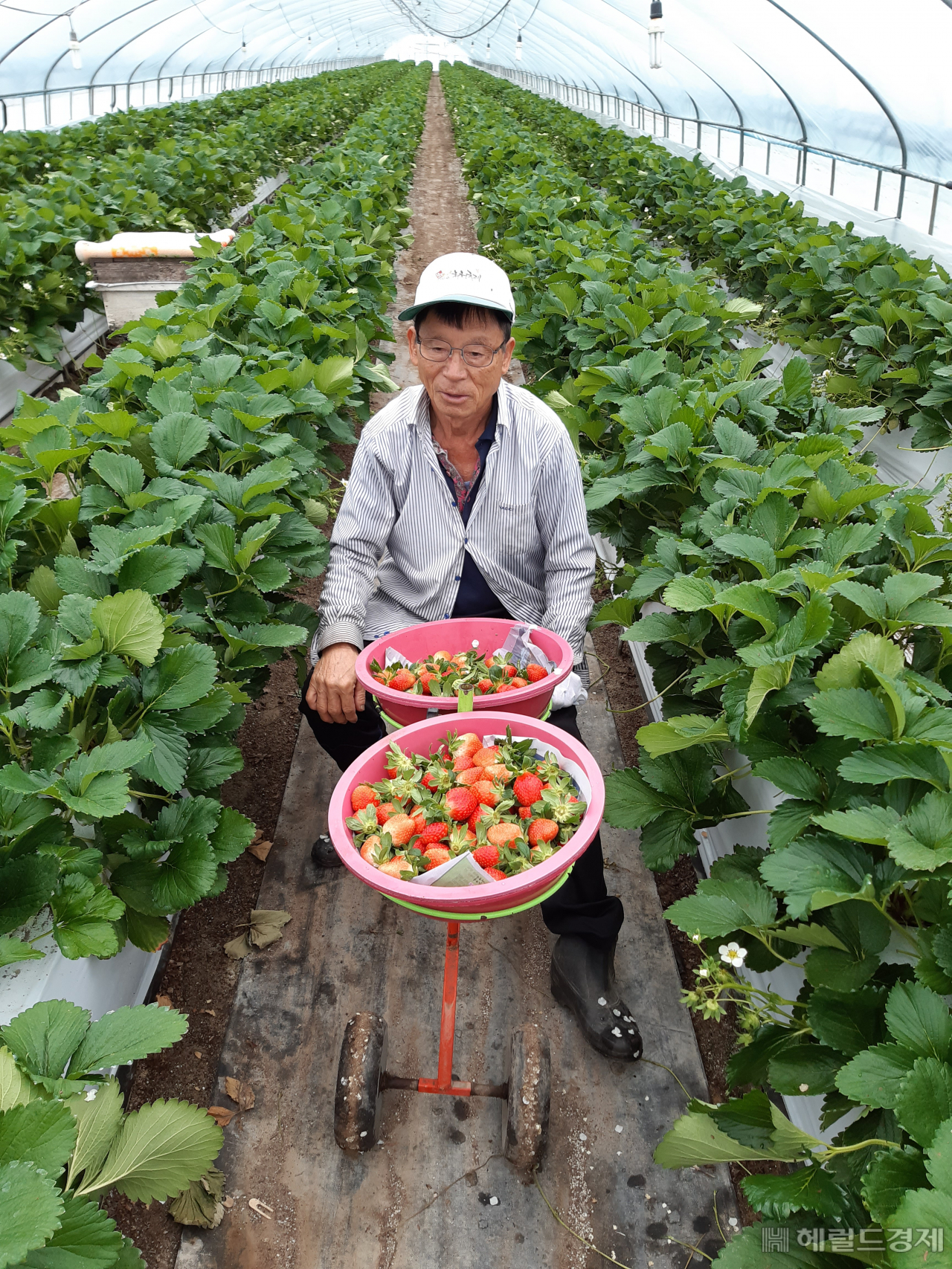 지난 4일 농민 황선운씨가 고령딸기를 첫 수확했다.[고령군 제공]