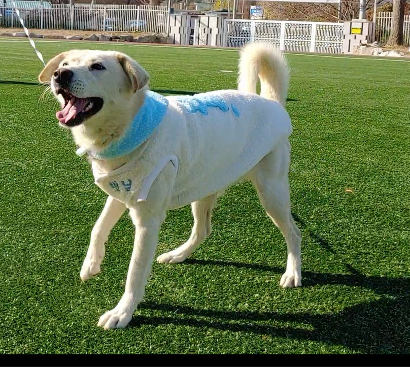 지난 9일 첫돌을 맞은 풍산개 자견 햇님.