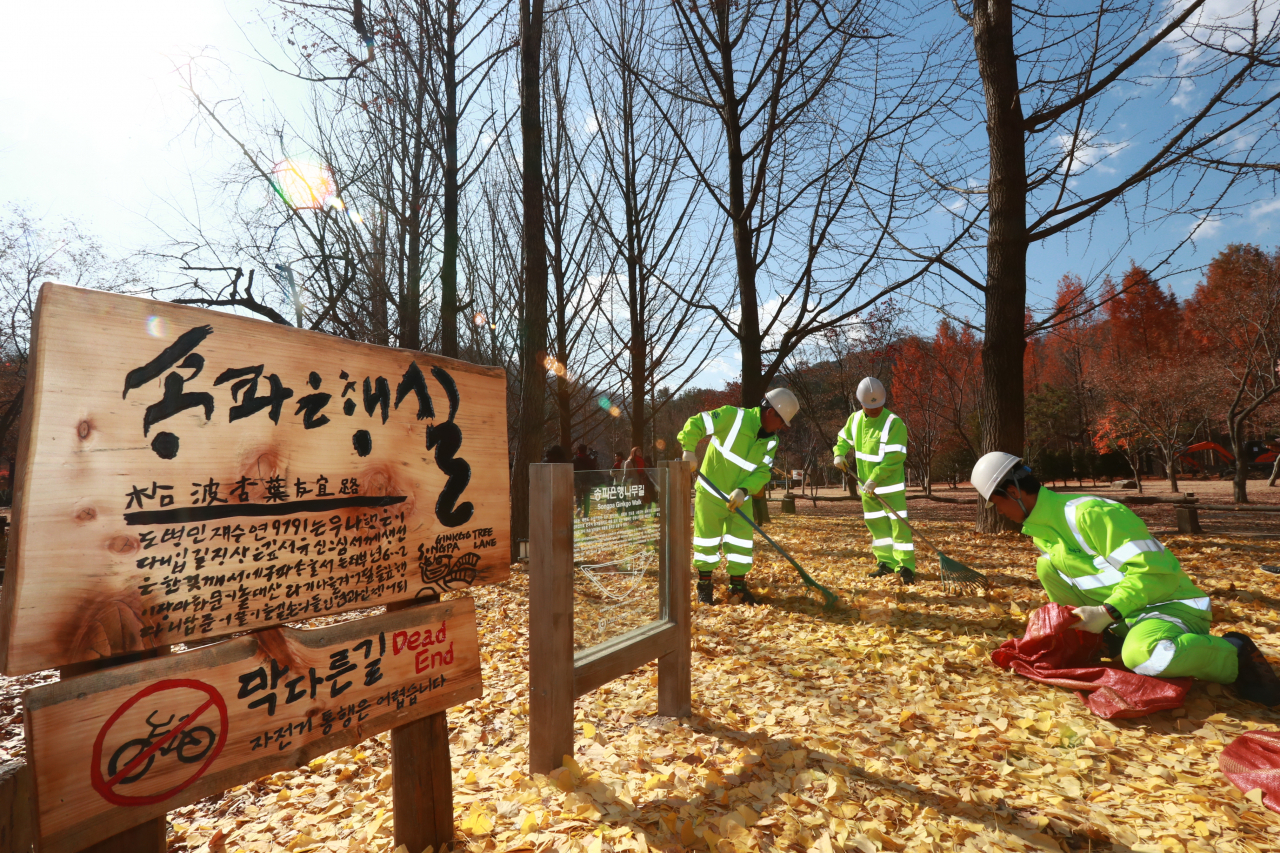 남이섬에 조성된 송파 은행나무길. [송파구 제공]