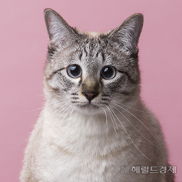 홍지현-Sweetie