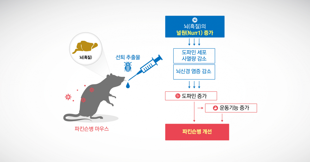 선퇴 추출물의 널원 활성을 통한 파킨슨병 개선 모식도.[한국한의학연구원 제공]