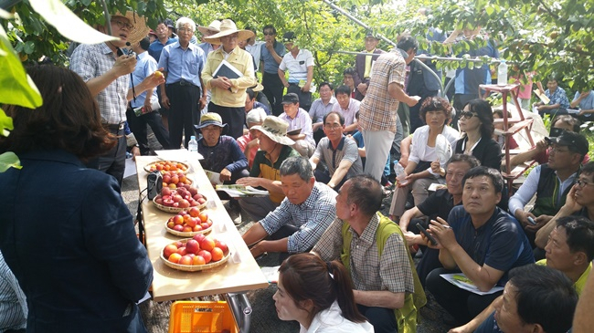 전남 순천시에서 플럼코트 과수에 대한 보급사업을 벌이고 있다. [사진=순천시]