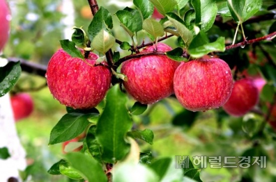 먹음직스러운 명품 청송사과.[청송군 제공]