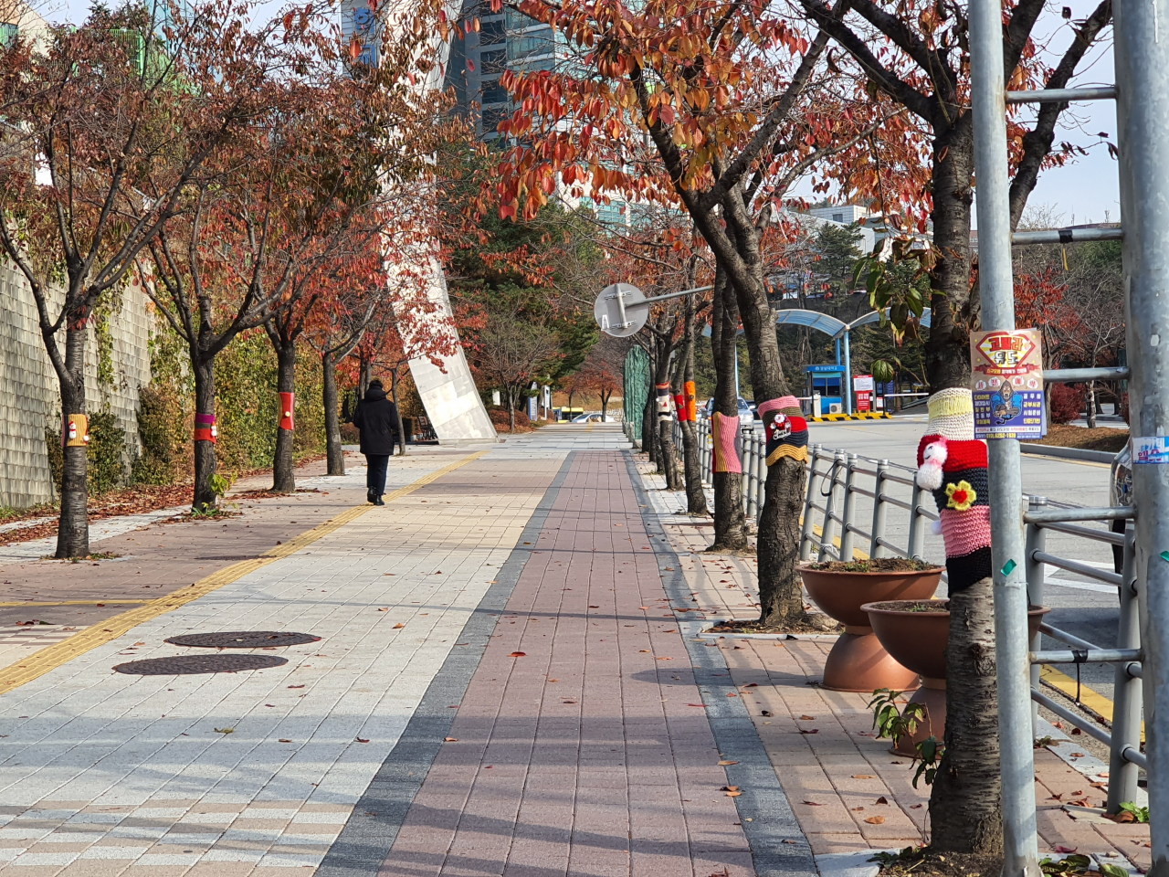 용인시는 청사 주변 가로수에 뜨게옷을 입혔다. [용인시 제공]