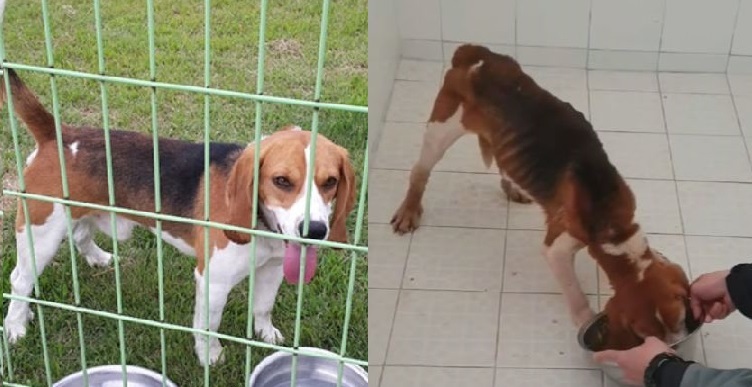 Cloned dog Mei before, left, and after undergoing experiments at professor Lee Byeong-chun's lab. (Beagle Rescue Network)