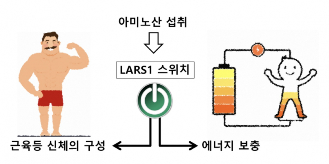 LARS1 효소의 역할 [의약바이오컨버젼스연구단 제공]