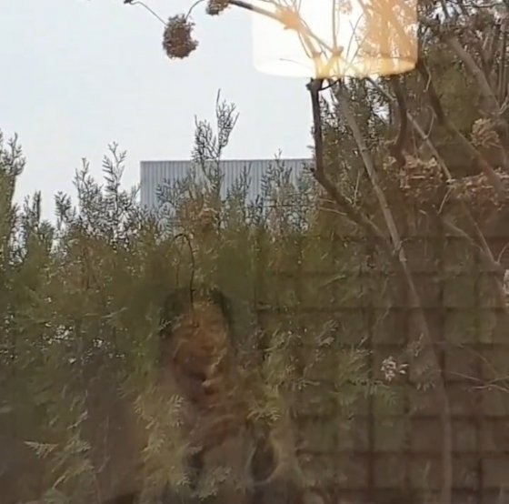 [이영애 인스타그램]