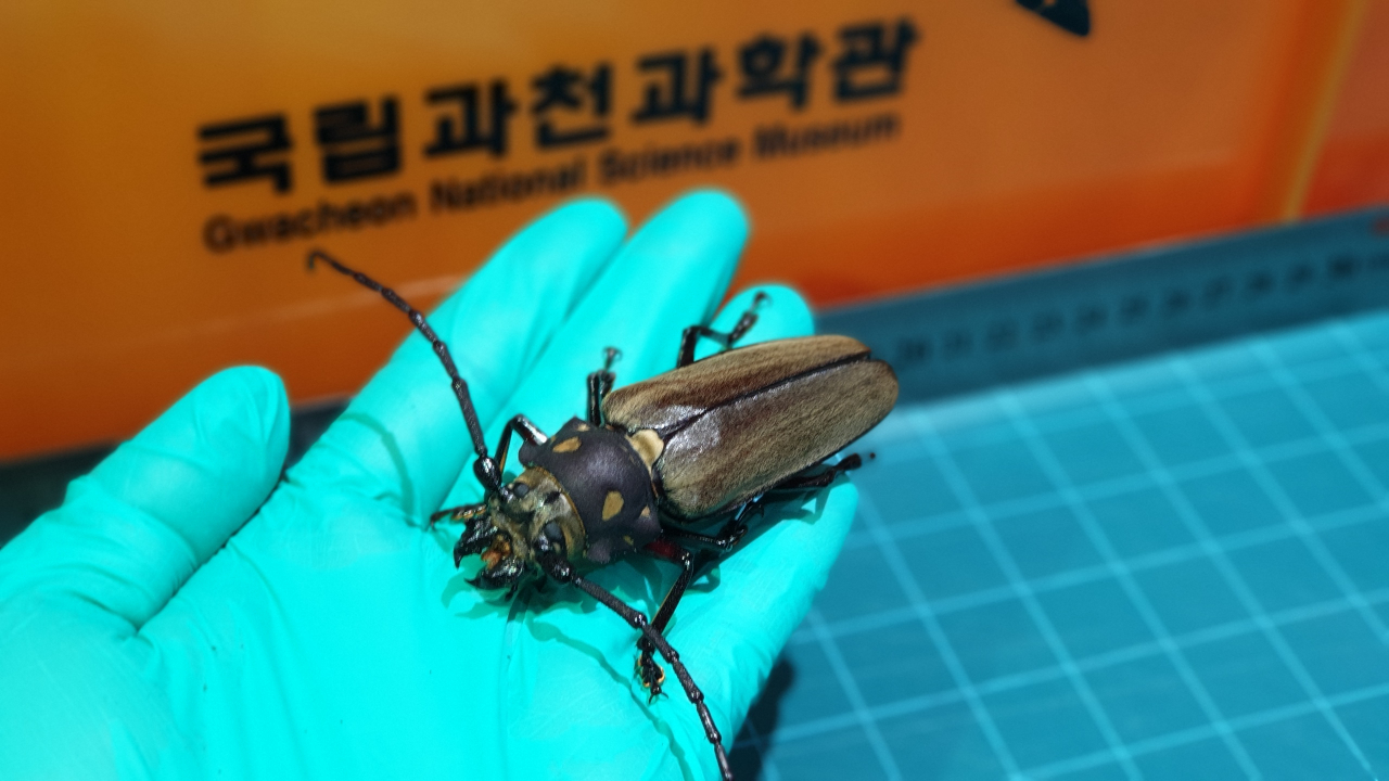 장수하늘소 수컷 어른벌레 모습.[국립과천과학관 제공]