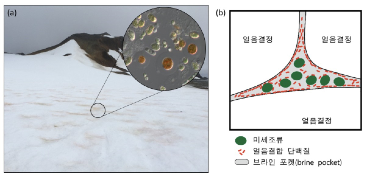 빙하와 눈에 서식하는 다양한 빙설미세조류(a). 빙설미세조류는 얼음 결정 사이의 공간, 브라인 포켓에 얼음결합 단백질을 분비해 서식처를 확보한다(b). [극지연 제공]