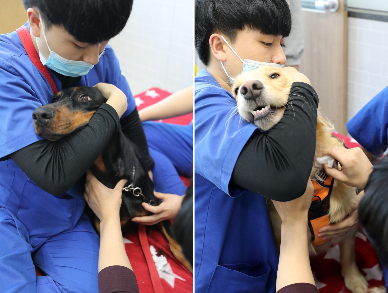 지난달 광주동물메디컬센터 반려견 헌혈캠페인에 참여한 견공들이 아픔을 참고 헌혈하고 있다. [연합]