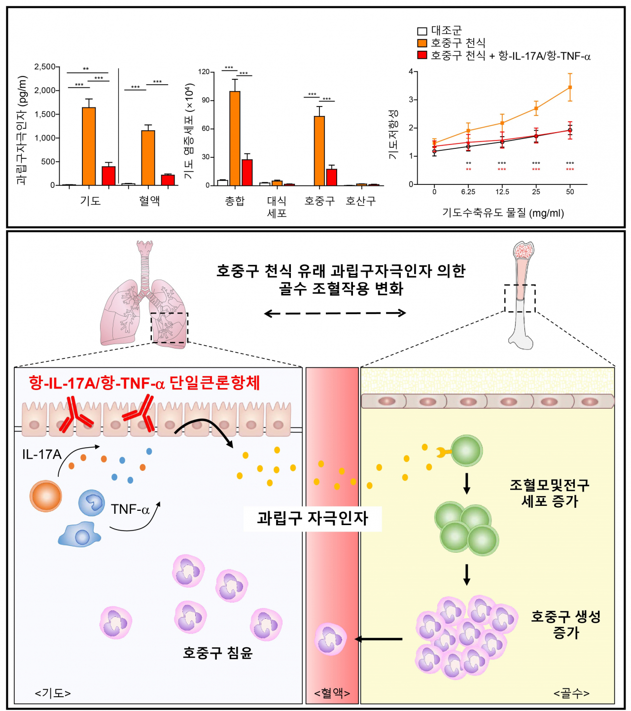 단일클론항체를 이용한 호중구 천식 치료 및 전체 모식도.[한국연구재단 제공]