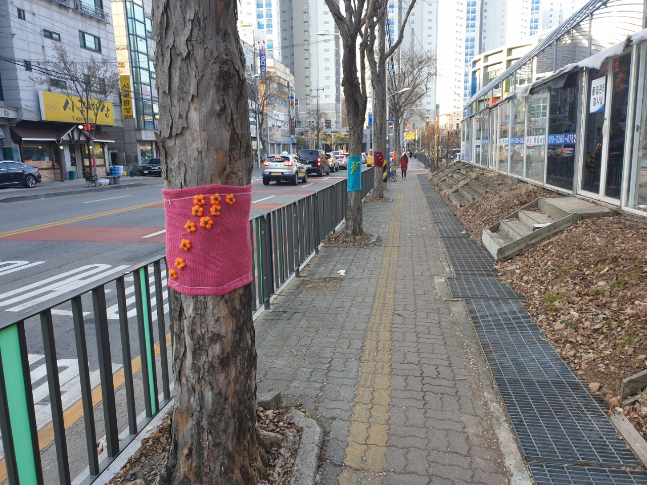 안산시는 가로수 나무옷 입히기 행사를 진행했다. [안산시 제공]