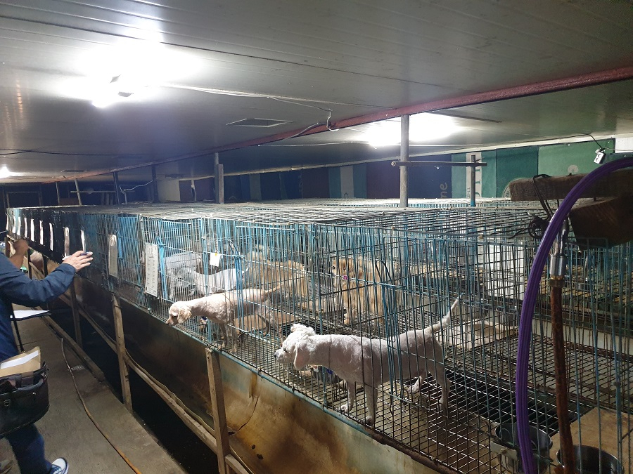경기도 특사경은 사육시설 바닥이 망으로 사용하는 부적합한 환경에서 허가 없이 영업하는 업체 적발 [경기도 제공]