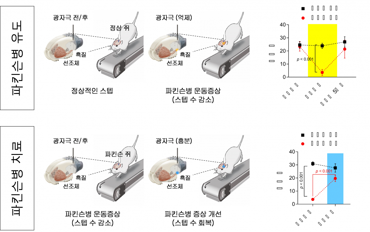 광유전학방법을 도파민 신경세포에 적용하여 파킨슨병 유도 및 치료 모식도.[IBS 제공]