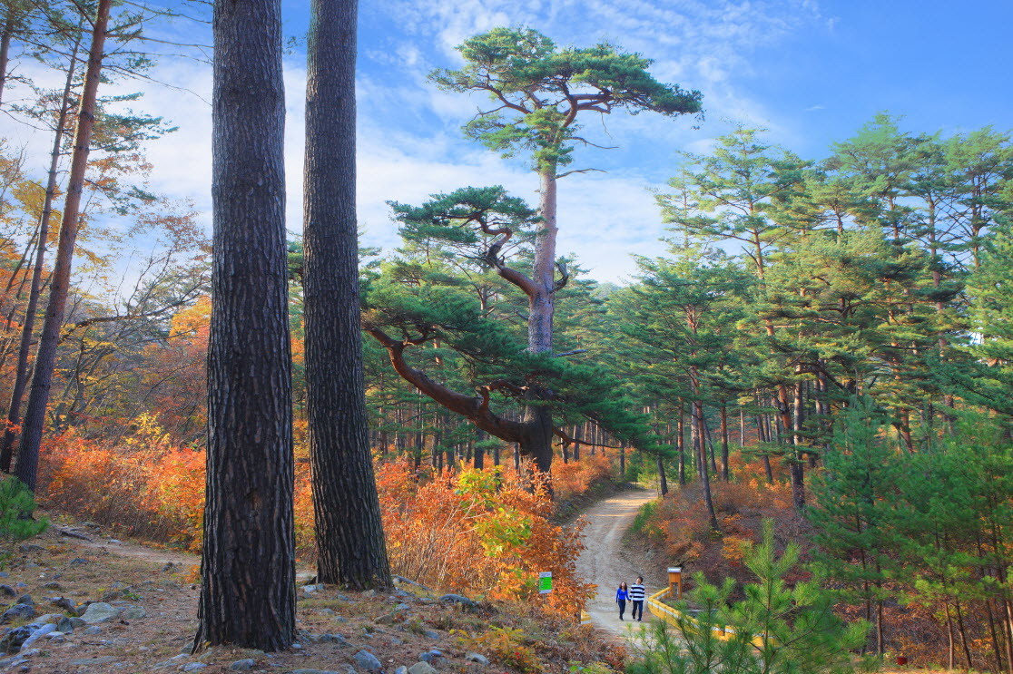 울진 금강송 숲길