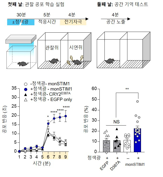 빛 자극으로 뇌신경세포 내 칼슘 농도 조절 및 공간 공포 행동 실험 모식도.[IBS 제공]