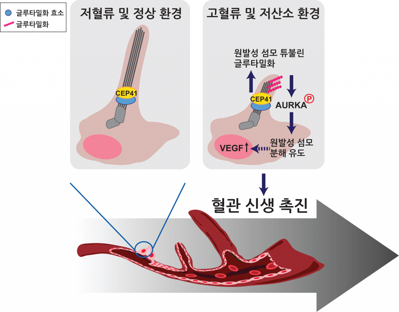 CEP41에 의한 혈관내피세포 섬모 분해를 통한 혈관신생 조절 기전.[성균관대 제공]