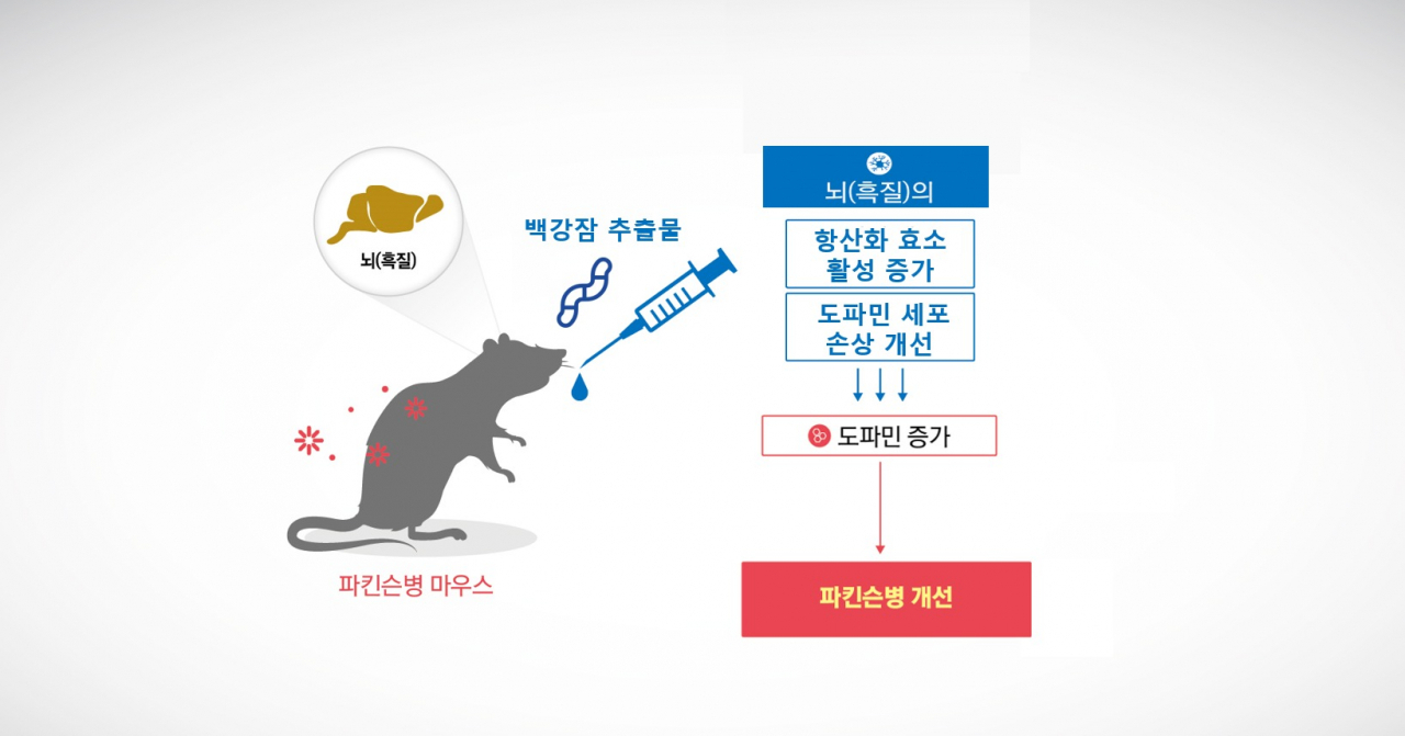 백강잠 추출물의 항파킨슨병 효능 작용기전 모식도.[한국한의학연구원 제공]