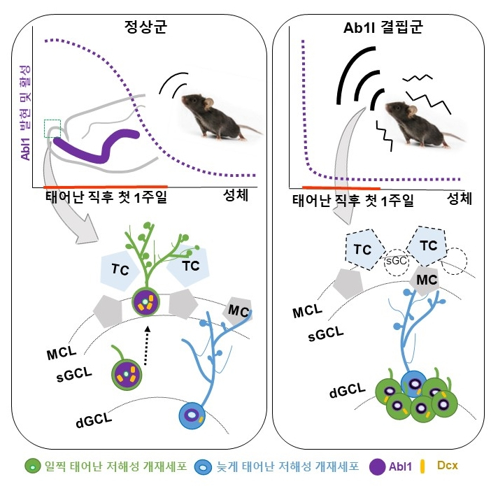 저해성 신경세포 초기 발달과정에서 Abl1의 역할 모식도.[DGIST 제공]