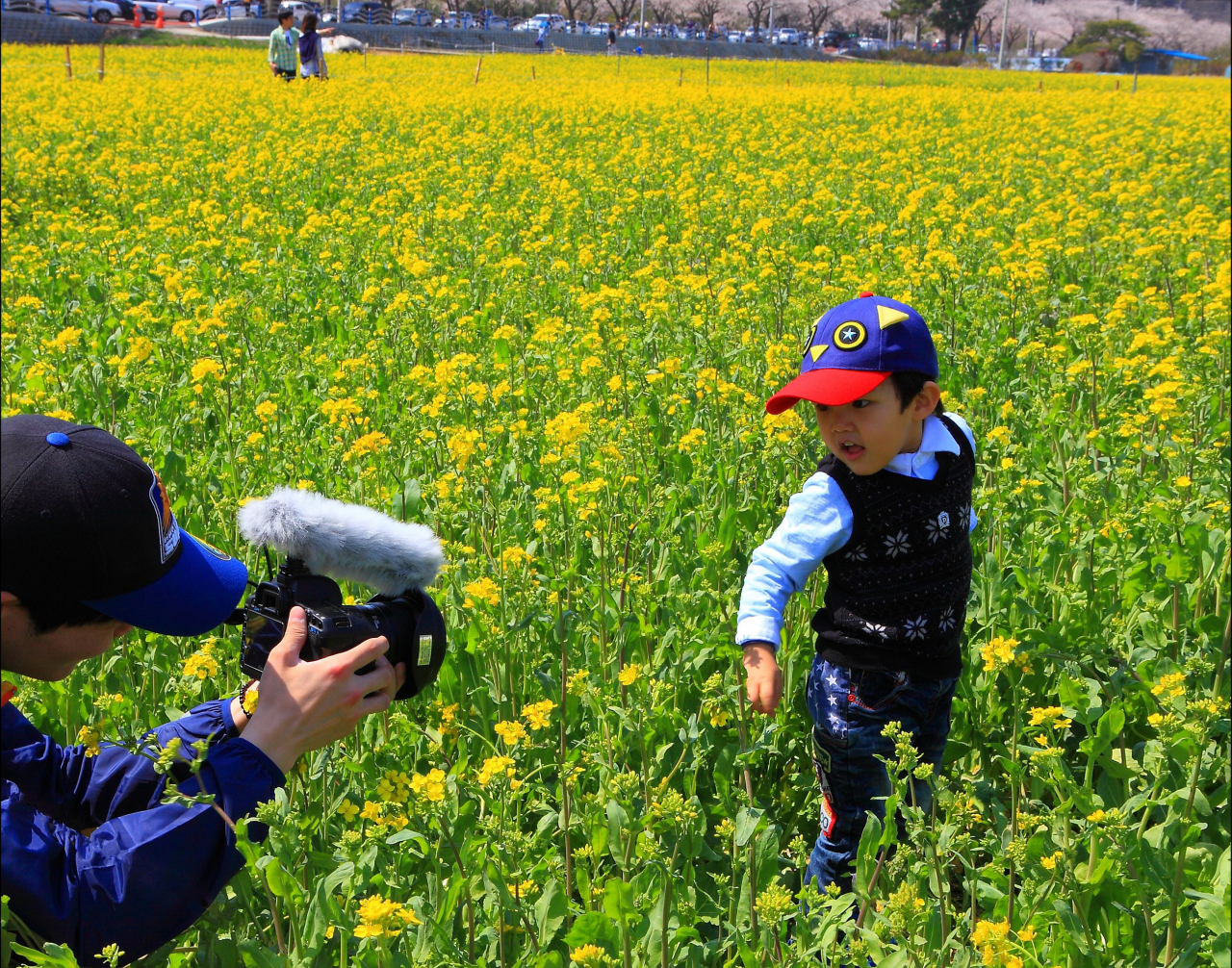 삼척 맹방 유채꽃 축제