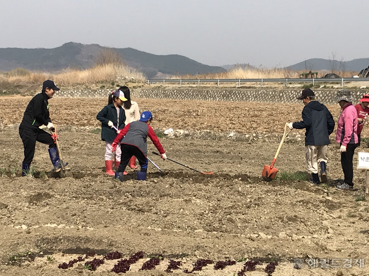 달성신당수박마을 주말농장 모습. [달성군 제공]