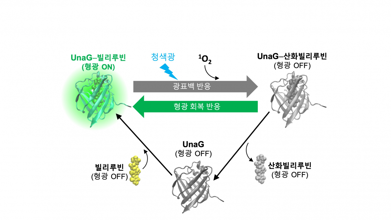 우나지 단백질의 광표백-형광회복 순환 사이클.[IBS 제공]