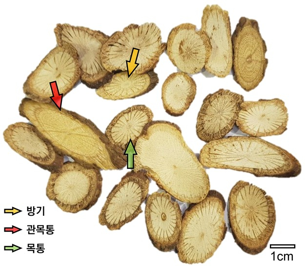 방기, 목통, 관목통의 절단면 비교.[한국한의학연구원 제공]