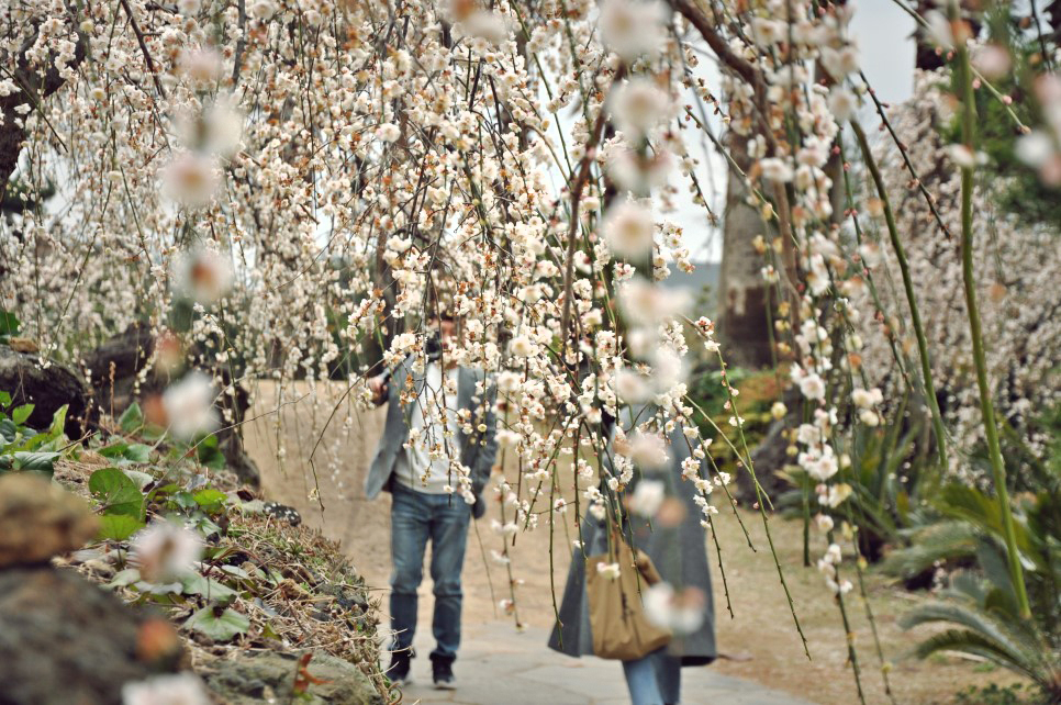 매화축제