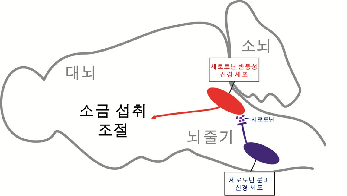 세로토닌 반응성 신경 세포에 의한 소금 섭취 조절 기전 요약.[KAIST 제공]