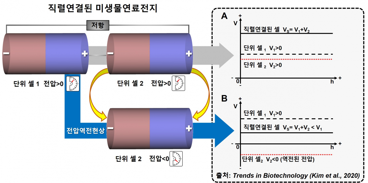 미생물연료전지에서의 직렬연결과정에서 발생하는 전압역전현상. 미생물연료전지의 직렬연결과정에서 발생하는 전압역전현상을 나타내는 것으로, 좌측상단의 건전지형태의 셀은 단위 셀 1을 나타내며, 우측상단과 하단의 셀은 단위 셀 2를 나타낸다.[GIST 제공]