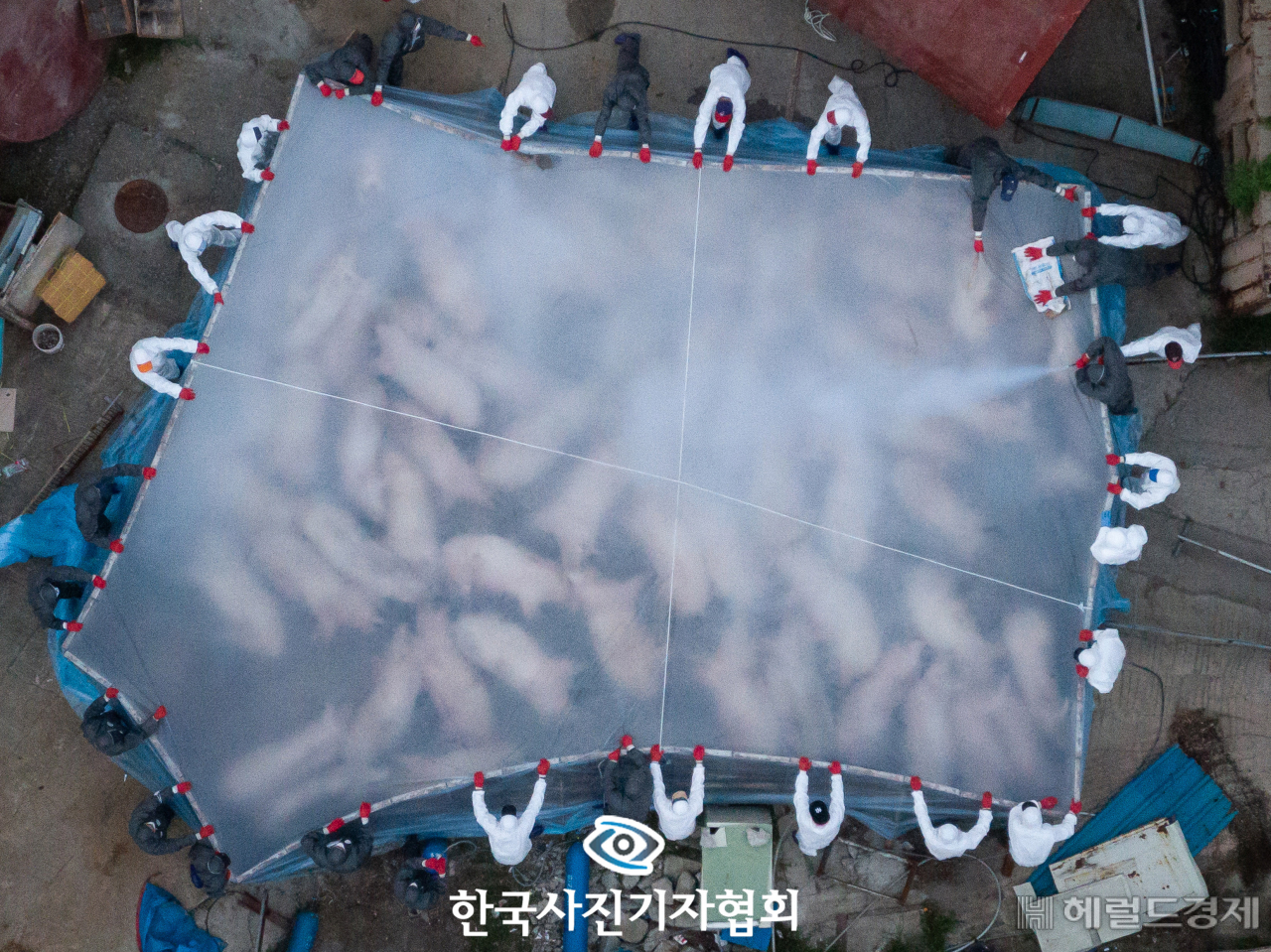 〈56회 한국보도사진상 - 대상〉 아프리카돼지열병(ASF)이 국내 처음으로 발생한 17일 경기 파주시 발병 농장에서 방역당국 관계자들이 살처분 작업을 하고 있다. 아프리카돼지열병은 돼지에만 발생하는 바이러스성 질병으로 제1종 가축전염병이다. 급성형의 경우 치사율 100%로, 백신이 개발돼 있지 않아 대부분 국가에서 살처분 정책을 시행하고 있다. 〈유승관기자/ 뉴스1/ 한국사진기자협회 - 무단전재 재배포금지〉