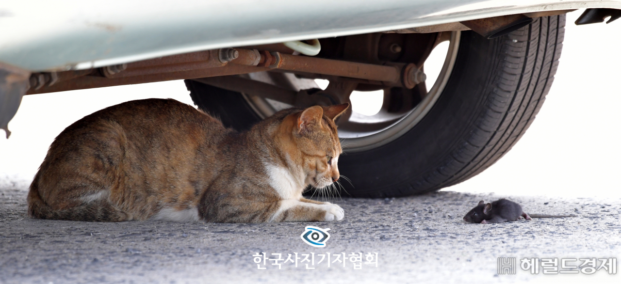 〈56회 한국보도사진상 - 최우수상〉 서귀포시 보목동 포구에 세워진 차량 밑에서 맞닥뜨린 고양이와 생쥐가 서로를 쳐다보며 묘한 분위기를 연출하고 있다. 〈강희만기자/ 한라일보/ 한국사진기자협회 - 무단전재 재배포금지〉