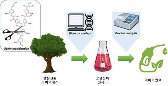 바이오매스 형질 전환 기술, 친환경 공융용매를 이용한 바이오매스 처리 기술 및 바이오매스 단계별 분석기술을 접목한 바이오연료 생산 모식도.[KIST 제공]