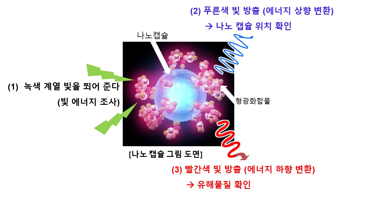 나노캡슐에 빛을 조사해 캡슐 위치를 확인하고 유해물질 확인 과정 모식도.[한국생명공학연구원 제공]