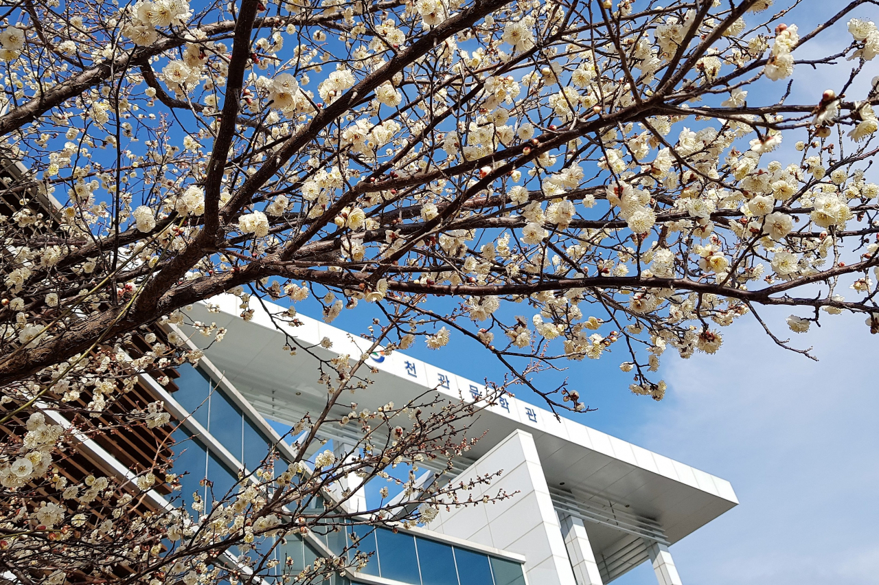 옥황상제 모자닮은 천관산 자락 문학관 앞마당에 매화가 활짝 폈다